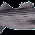 Commercial Fishing opened up for Striped bass today 5-20-2018