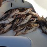 Discover the Best Fishing Experience in Newport with Sara Star Charters