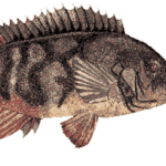 A Complete Guide for Tautog Fishing