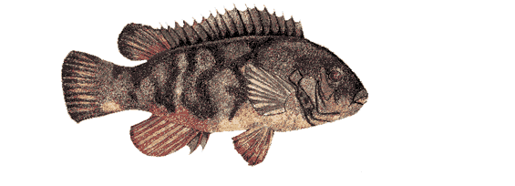 A Complete Guide for Tautog Fishing - Rhode Island Fishing Charters